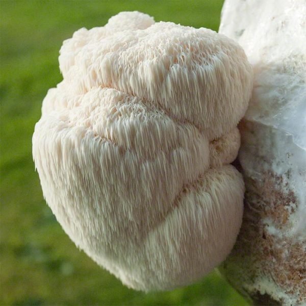 Lion’s Mane Mushroom Extract Powder